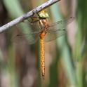 Aeshna isoceles (Green-eyed Hawker) male 5.JPG